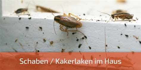 kakerlaken|Kakerlaken bekämpfen: Schaben und Co. schnell。